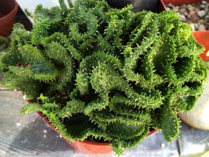 Euphorbia flanaganii f. cristata - Green Coral