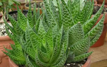 Gasteraloe ‘Royal Highness’ Gasteraloe 'Royal Highness'