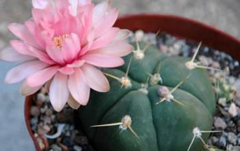Gymnocalycium horstii – Sider Cactus Gymnocalycium horstii - Sider Cactus