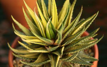 Haworthia attenuata f. variegata – Variegated Zebra Plant Haworthia attenuata f. variegata - Variegated Zebra Plant