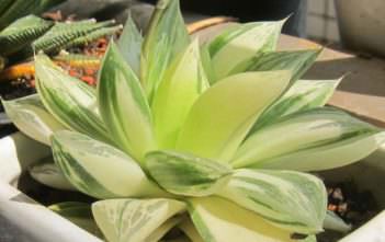 Haworthia cymbiformis f. variegata Haworthia cymbiformis f. variegata