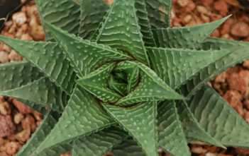 Haworthia limifolia – Fairy Washboard Haworthia limifolia - Fairy Washboard
