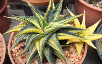 Haworthia limifolia f. variegata – Fairy Washboard Haworthia limifolia f. variegata - Fairy Washboard