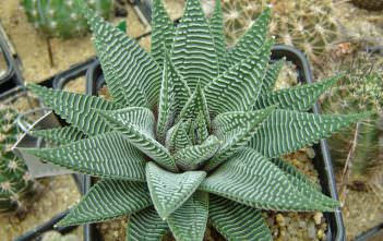 Haworthia limifolia var. striata Haworthia limifolia var. striata