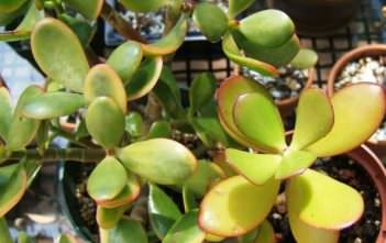 Why the Leaves on a Jade Plant Turn Yellow Leaves on a Jade Plant Turn Yellow