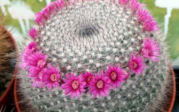 Mammillaria hahniana – Old Lady Cactus Mammillaria hahniana - Old Lady Cactus