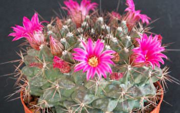 Mammillaria melanocentra Mammillaria melanocentra