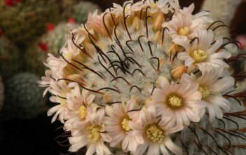 Mammillaria perezdelarosae Mammillaria perezdelarosae