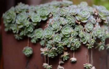 Orostachys furusei Orostachys furusei