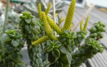Peperomia columella – Columnar Peperomia Peperomia columella - Columnar Peperomia