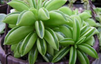 Peperomia dolabriformis – Prayer Pepper Peperomia dolabriformis - Prayer Pepper