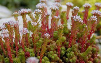 Sedum lydium – Mossy Stonecrop Sedum lydium - Mossy Stonecrop