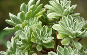 Aeonium ‘Ballerina’ Aeonium 'Ballerina'
