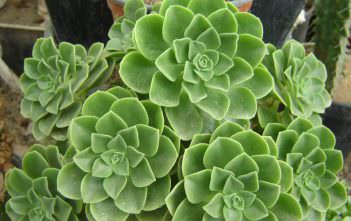 Aeonium goochiae Aeonium goochiae