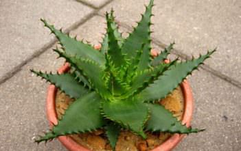 Aloe broomii – Snake Aloe Aloe broomii - Snake Aloe