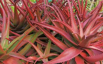 Aloe cameronii – Red Aloe Aloe cameronii - Red Aloe