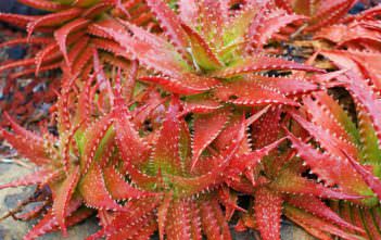 Aloe dorotheae – Sunset Aloe Aloe dorotheae - Sunset Aloe