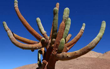 Browningia candelaris – Candleholder Cactus Browningia candelaris - Candleholder Cactus