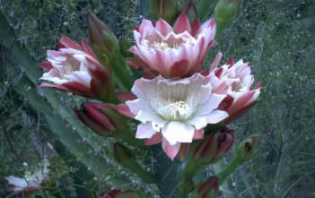 Cereus validus Cereus forbesii