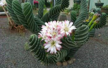 Cereus validus ‘Spiralis’ – Spiraled Cereus Cereus validus 'Spiralis' - Spiraled Cereus