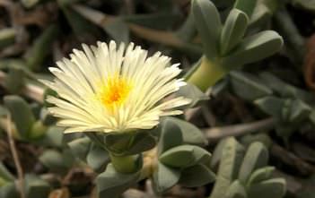 Corpuscularia taylorii – Ice Plant Corpuscularia taylorii - Ice Plant