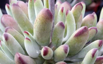 Cotyledon ‘Happy Young Lady’ Cotyledon 'Happy Young Lady'