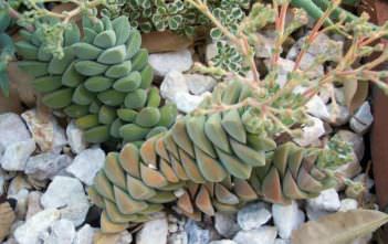 Crassula ‘Moonglow’ Crassula 'Moonglow'