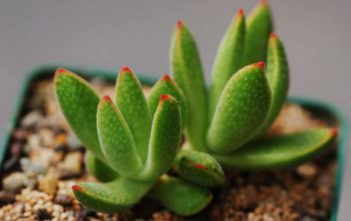 Crassula ausensis Crassula ausensis