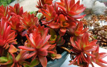Crassula capitella ‘Campfire’ – Campfire Crassula Crassula capitella 'Campfire'
