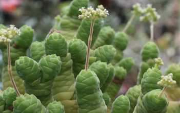 Crassula columella Crassula columella