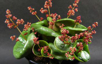 Crassula umbella ‘Wine Cup’ Crassula umbella 'Wine Cup'