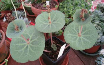 Crassula umbella Crassula umbella