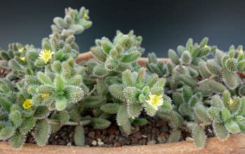 Delosperma echinatum – Pickle Plant Delosperma echinatum - Pickle Plant