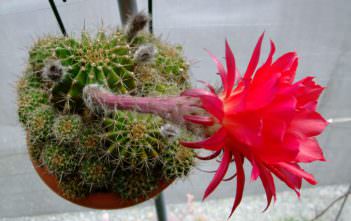 Echinopsis mamillosa var. kermesina Echinopsis mamillosa var. kermesina