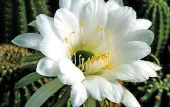 Echinopsis mamillosa Echinopsis mamillosa