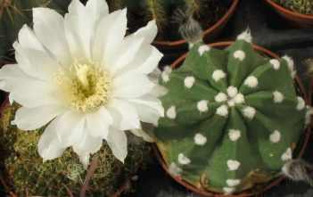 Echinopsis subdenudata – Easter Lily Cactus Echinopsis subdenudata - Easter Lily Cactus
