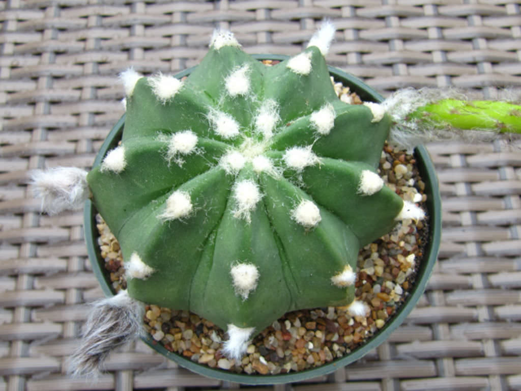 Echinopsis subdenudata Easter Lily Cactus World of Succulents