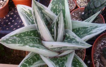 Gasteraloe ‘Green Ice’ Gasteraloe 'Green Ice'