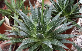 Gasteraloe beguinii – Lizard Tail Gasteraloe beguinii - Lizard Tail