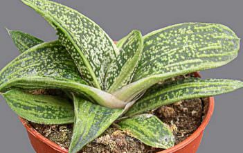 Gasteria ‘Little Warty’ Gasteria 'Little Warty'