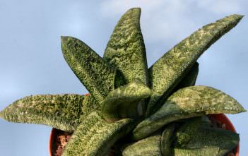 Gasteria batesiana – Knoppies Beestong Gasteria batesiana - Knoppies Beestong