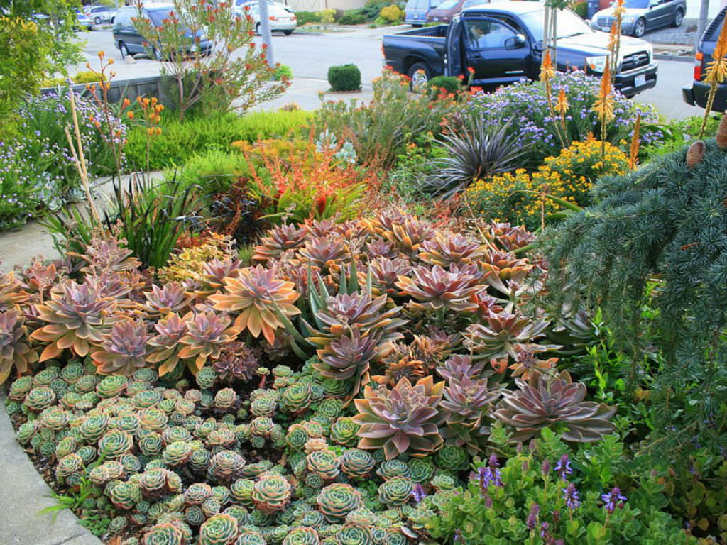 How to care for succulents outdoors Idea