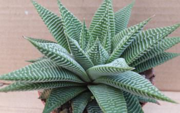 Haworthia ‘Spider White’ – Fairies Washboard Haworthia 'Spider White' - Fairies Washboard