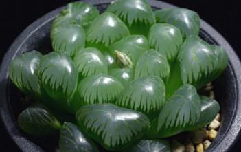 Haworthia cooperi var. truncata Haworthia cooperi var. truncata