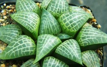 Haworthia emelyae var. comptoniana Haworthia emelyae var. comptoniana