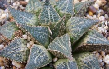 Haworthia emelyae var. major Haworthia emelyae var. major