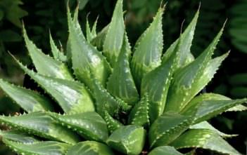Haworthia emelyae var. multifolia Haworthia emelyae var. multifolia