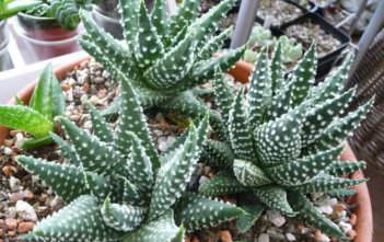 Haworthia pumila – Pearl Plant Haworthia pumila - Pearl Plant
