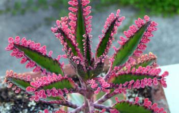 Kalanchoe ‘Pink Butterflies’ Kalanchoe 'Pink Butterflies'