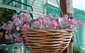 Kalanchoe pumila – Flower Dust Plant Kalanchoe pumila - Flower Dust Plant